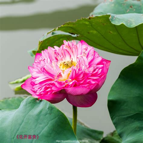 【富贵花开摄影图片】上海植物园生态摄影_枫枫的摄影博客_太平洋电脑网摄影部落
