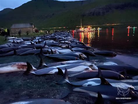 丹麦法罗群岛传统狩猎仪式中扑杀1400多头大西洋斑纹海豚 引发强烈抗议 - 神秘的地球 科学|自然|地理|探索
