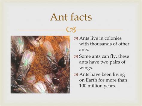 PPT - Ants PowerPoint Presentation, free download - ID:1194893