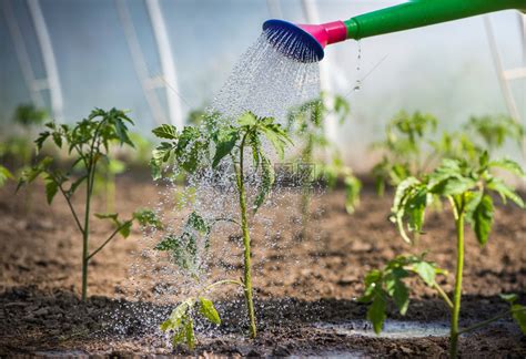 在温室浇灌幼苗番茄高清图片下载-正版图片503318130-摄图网
