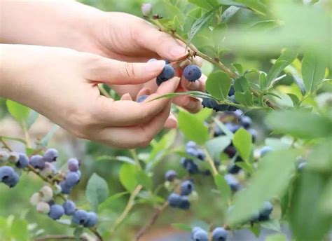 重庆南川：发展蓝莓产业助力乡村振兴_示范