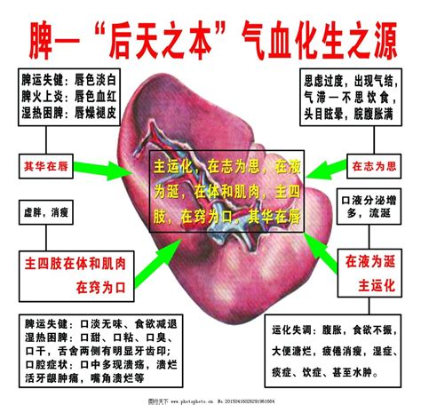 中医的“脾”是指生理解剖的“脾脏”吗？“肾”是指“肾脏“吗？-中医中的肾和脾和西医中的肾脏和脾脏是一回事吗