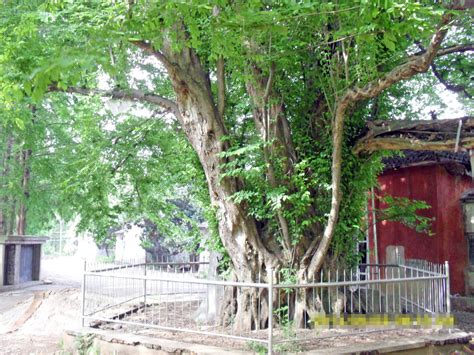 黄檀印度黄檀 现货批发供应 庭荫树行道树防护树-阿里巴巴