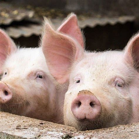 2012年7月全国生猪价格行情分析预测 - 畜禽行情 - 绿果网