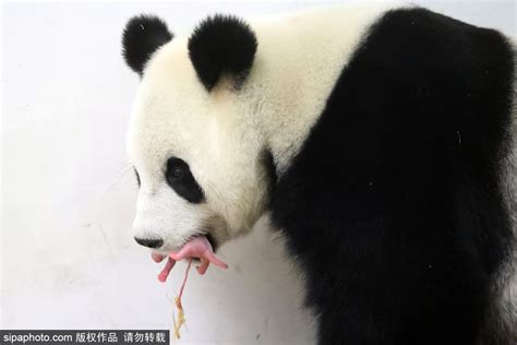 旅美大熊猫生育了五只幼崽，幼崽名字由网友投票决定，每个都极具寓意_凤凰网视频_凤凰网