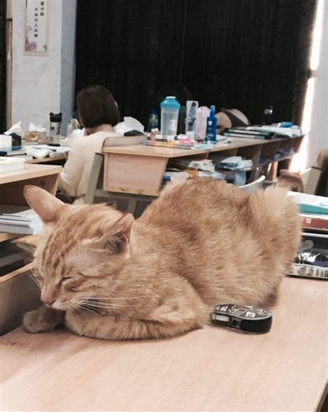 史上最可爱的研友，猫咪每日准时赴考研自习室，打盹|自习室|猫咪|月上柳梢头_新浪新闻