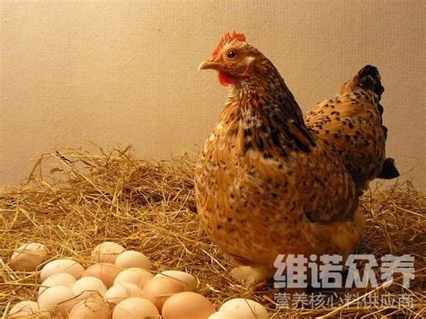 喂什么料鸡产蛋多，产蛋鸡饲料配方标准 - 知乎
