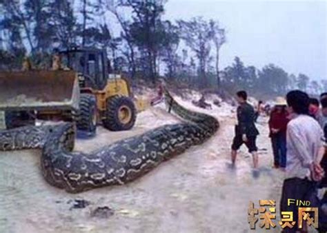 贵州工地挖出大蟒蛇,大蟒蛇图片巨型,一千年大蟒蛇图片(第3页)_大山谷图库