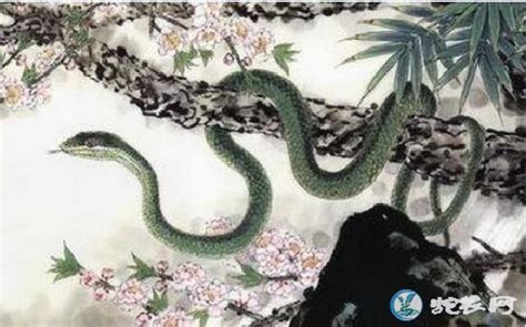 蛇的生肖图片、十二属相蛇的吉祥图片大全_蛇的图片_毒蛇网