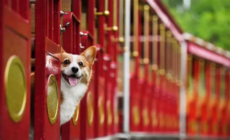 《宠物行业蓝皮书：2022中国宠物行业发展报告》先睹为快-世展网
