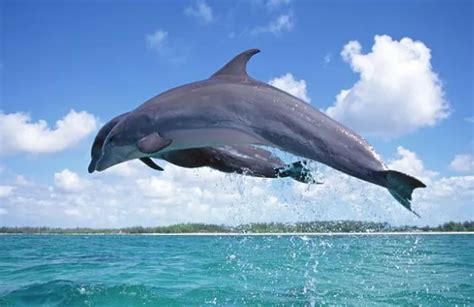 海豚的习性有哪些-百度经验