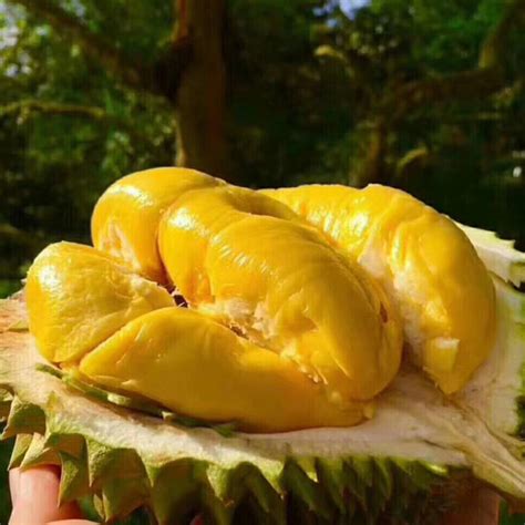 马来西亚猫山王冻榴莲 - 花果山 - 带你去吃好水果