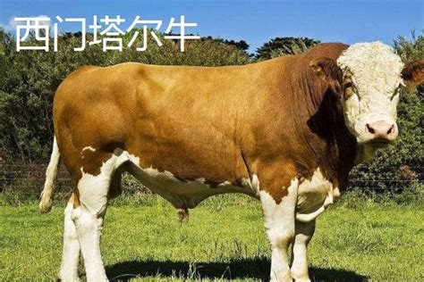 肉牛品种：国外引进的肉牛品种有哪些?我国引进的主要肉牛品种简介 - 江西养牛人博客