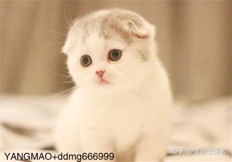 新青年 · 爱自然】ZOO COFFEEX上海领养日2020首次线下领养活动-毛茸茸的小猫咪要来一只吗？ - ZOOCOFFEE官方网站