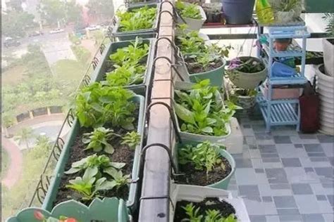 阳台种菜 阳台小菜园 快乐家庭农场 享受农业种植乐趣 家种生菜-阿里巴巴