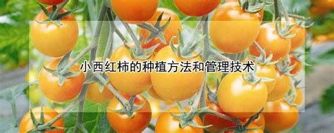 西红柿移栽后几天浇水 —【发财农业网】