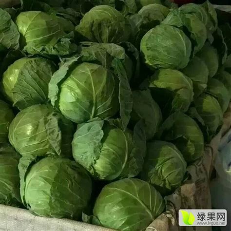 永年南大堡蔬菜市场_甘蓝价格行情_蔬菜商情网