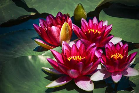 水莲花大全图片