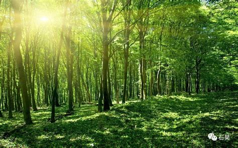 自然界中，有一片森林:谈人类社会 - 知乎