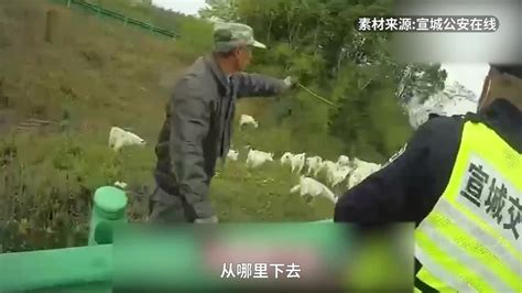 老人放羊误闯高速，交警秒变赶羊倌_凤凰网视频_凤凰网