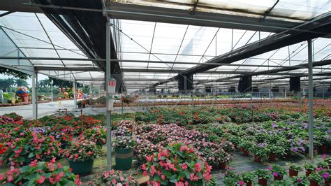 广州最大花卉种植基地,鲜花种植基地,兰花种植基地_大山谷图库