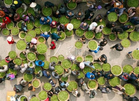 四川雅安：明前鲜茶叶上市-人民图片网