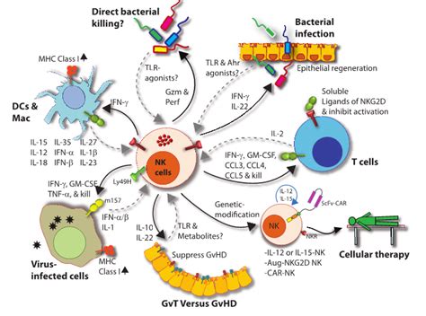 NK细胞疗法,Nature报道:NK细胞是哄癌细胞休眠的高手_全球肿瘤医生网