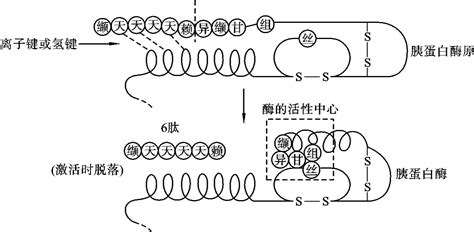 HMG CoA还原酶的调节降解需要甾醇传感结构域的构象变化,Nature Communications - X-MOL