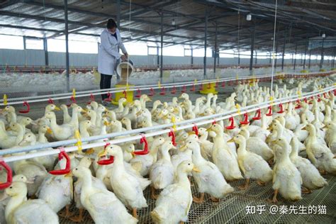 家禽养殖市场分析报告_2022-2028年中国家禽养殖市场前景研究与投资战略报告_产业研究报告网