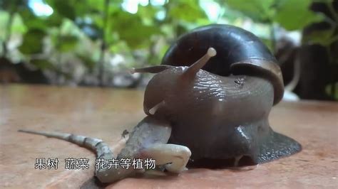 世界最大的蜗牛，25000多颗牙齿比猫都大，非洲人当成美味！_腾讯视频