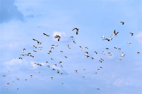 成群结队的野鸭-匈牙利秋鸟迁徙期间的野鸭素材-高清图片-摄影照片-寻图免费打包下载