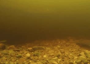 科学家认为尼斯湖怪物可能是一种巨型鳗鱼 - 360娱乐，你开心就好
