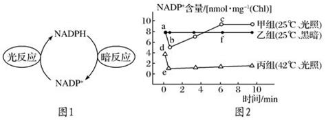NADP/NADPH定量与比率分析试剂盒—辅酶NADP(NADPH)研究方案_生物器材网