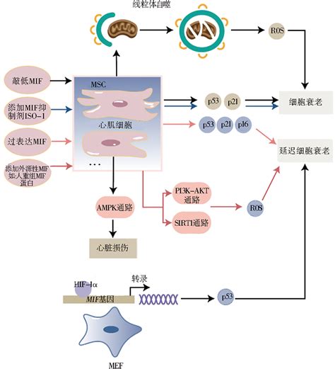 细胞衰老的特征和酪氨酸激酶抑制剂的应用_生物器材网