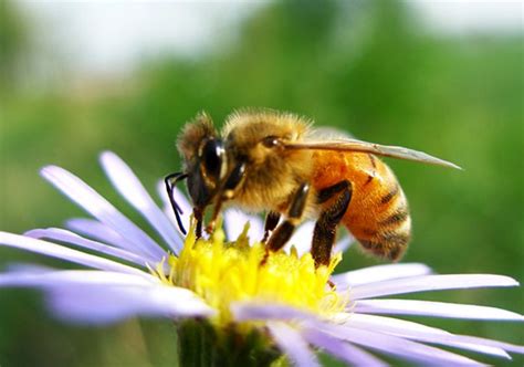 蜜蜂是怎样学习飞行的?