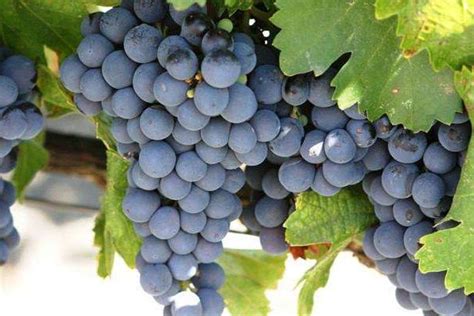 种植葡萄始于哪个朝代，中国中原种植葡萄始于哪个朝代|admin_人人点