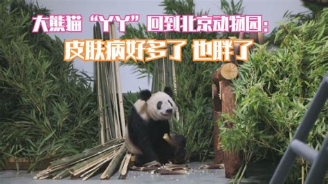 大熊猫“丫丫”回到北京动物园：皮肤病好多了 也胖了_腾讯视频