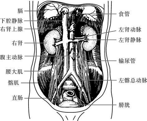 肾脏的位置图图片