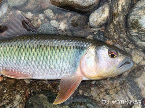 食用鱼类大全图册