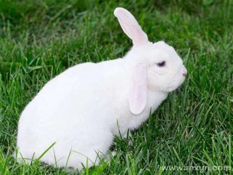 梦到兔子是什么意思 梦见兔子代表什么预兆 - 万年历