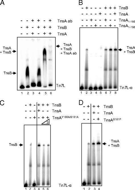Direct interaction between the TnsA and TnsB subunits controls the ...