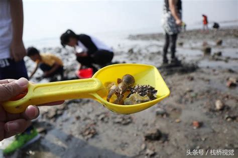 青岛赶海螃蟹品种,青岛海域螃蟹种类,海边十种最常见的螃蟹_大山谷图库