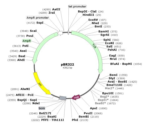 pBR322载体图谱质粒图谱、序列、价格、抗性、测序引物、大小等基本信息_生物风载体