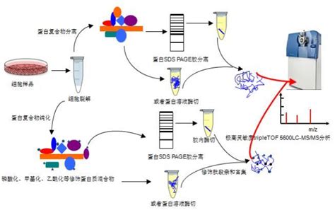 科研服务/蛋白质组学/标记定量蛋白质组学