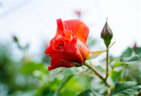 玫瑰花生长和开花的玫瑰花卉背景美丽玫高清图片下载-正版图片504179568-摄图网