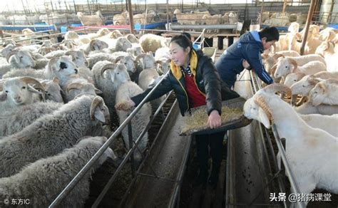 羊的繁殖配种和人工授精技术_进行