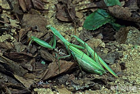 实拍螳螂繁育——雌螳螂吃掉雄螳螂，宝宝出生全过程