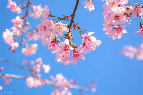 关于樱花的唯美诗句 关于樱花的唯美诗句六字以内 _小知识