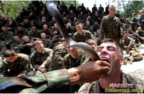 印尼男子近距离拍摄蟒蛇活吞老鼠画面震撼_新浪图片