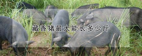 藏香猪最大能长多少斤 —【发财农业网】